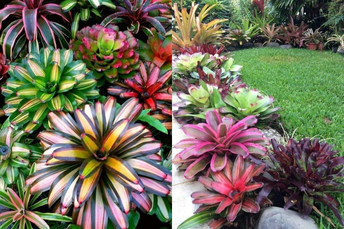 Bromelia Jardim