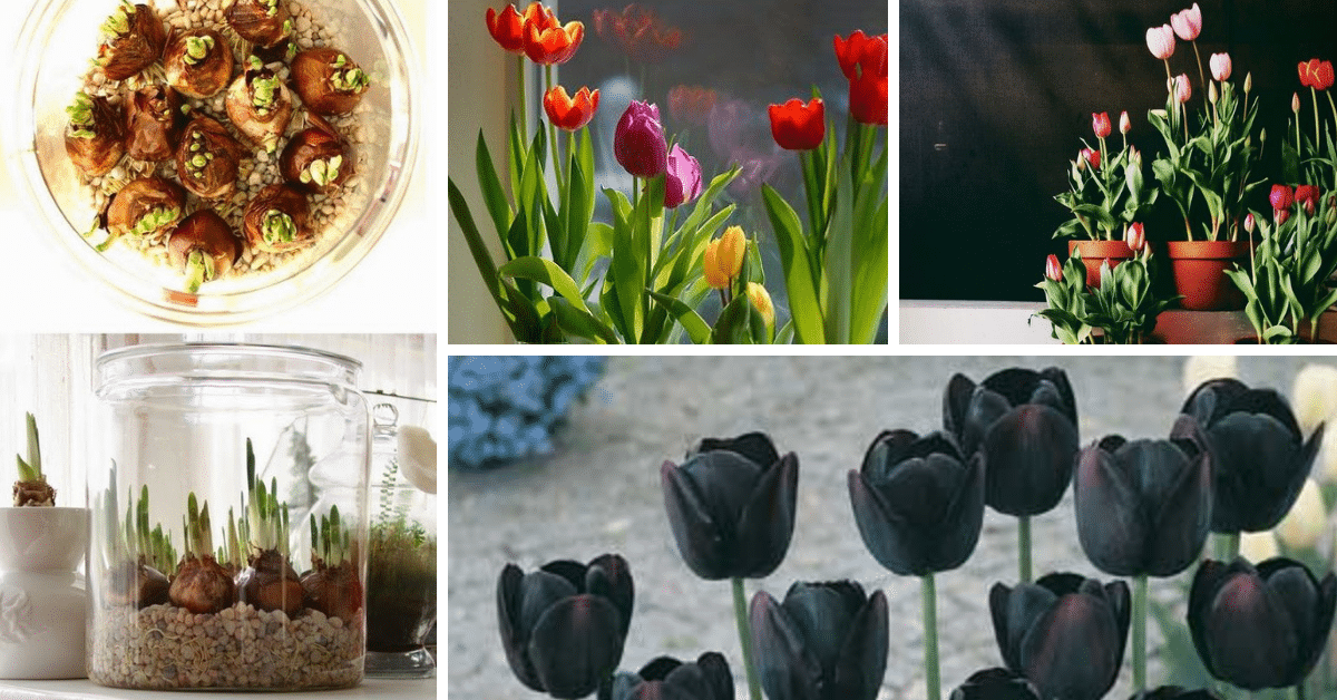 Como Plantar Tulipa
