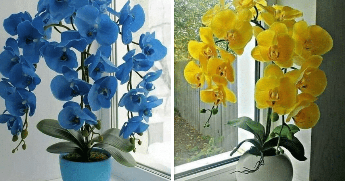 Como Regar As Orquídeas