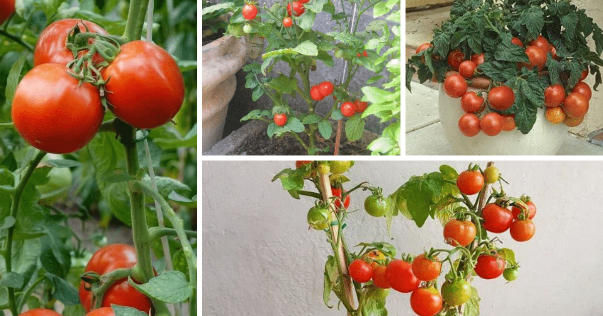 Plantar Tomate em Casa