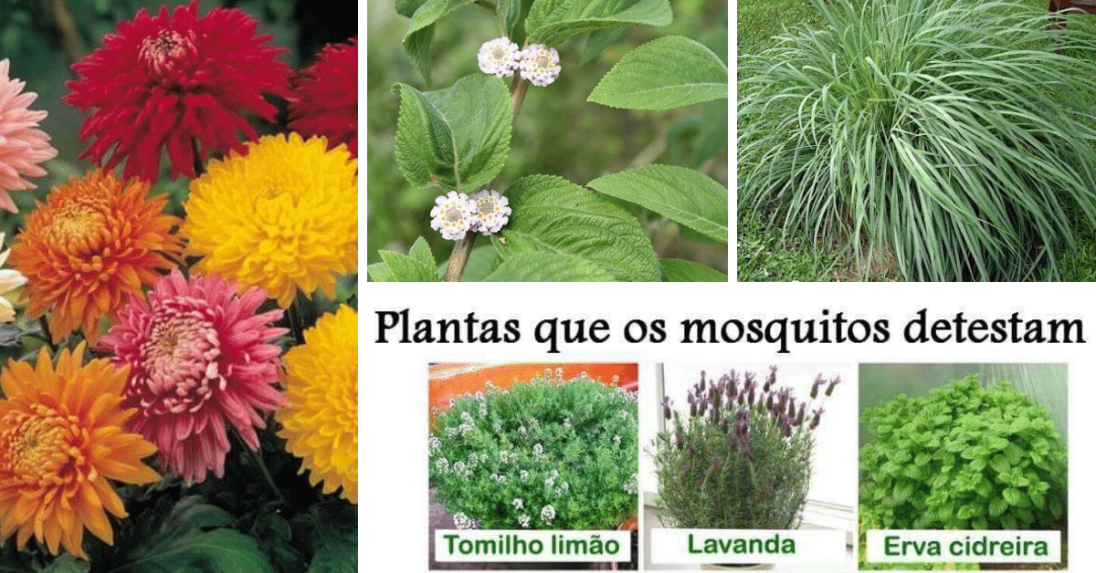 Plantas que Afastam os Mosquitos