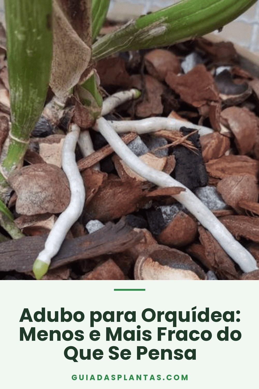 Adubo para Orquídea: Menos e Mais Fraco do Que Se Pensa