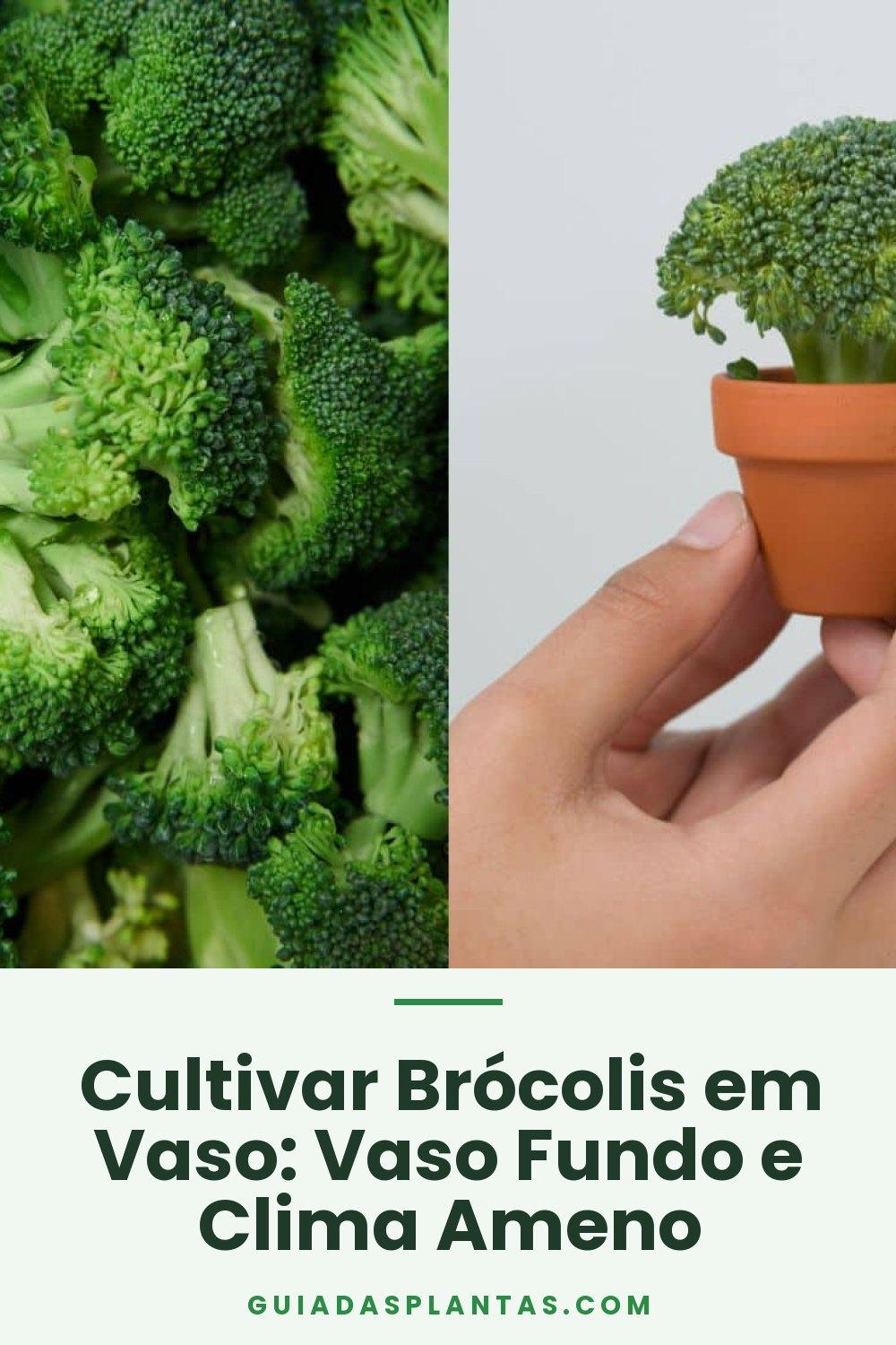 Cultivar Brócolis em Vaso: Vaso Fundo e Clima Ameno