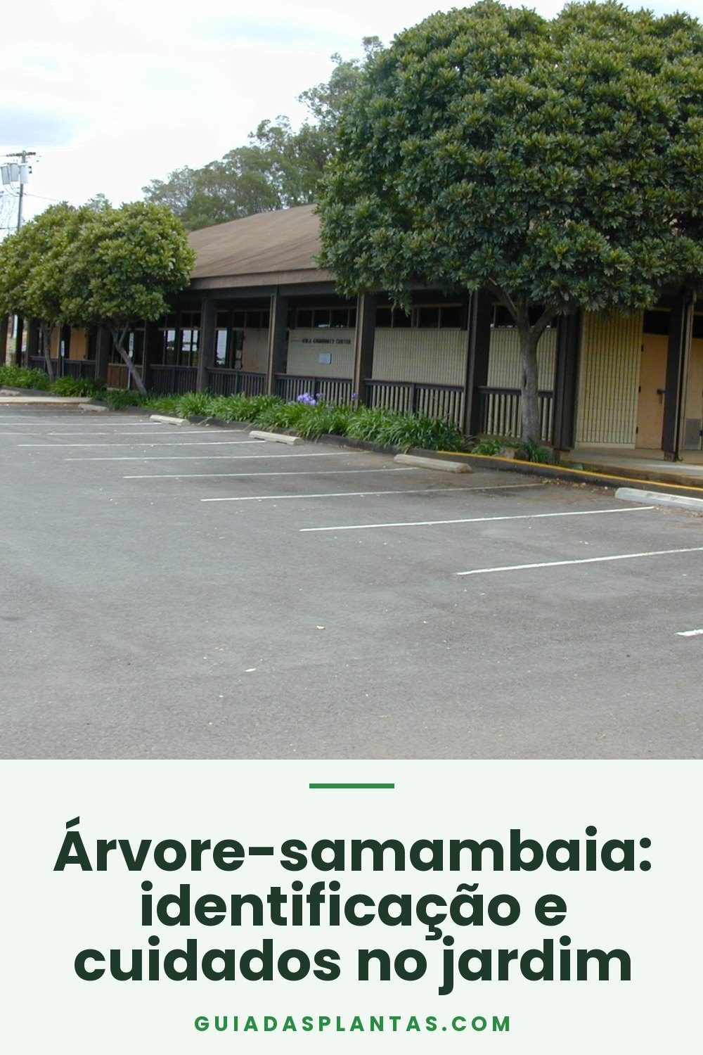 Árvore-samambaia: identificação e cuidados no jardim