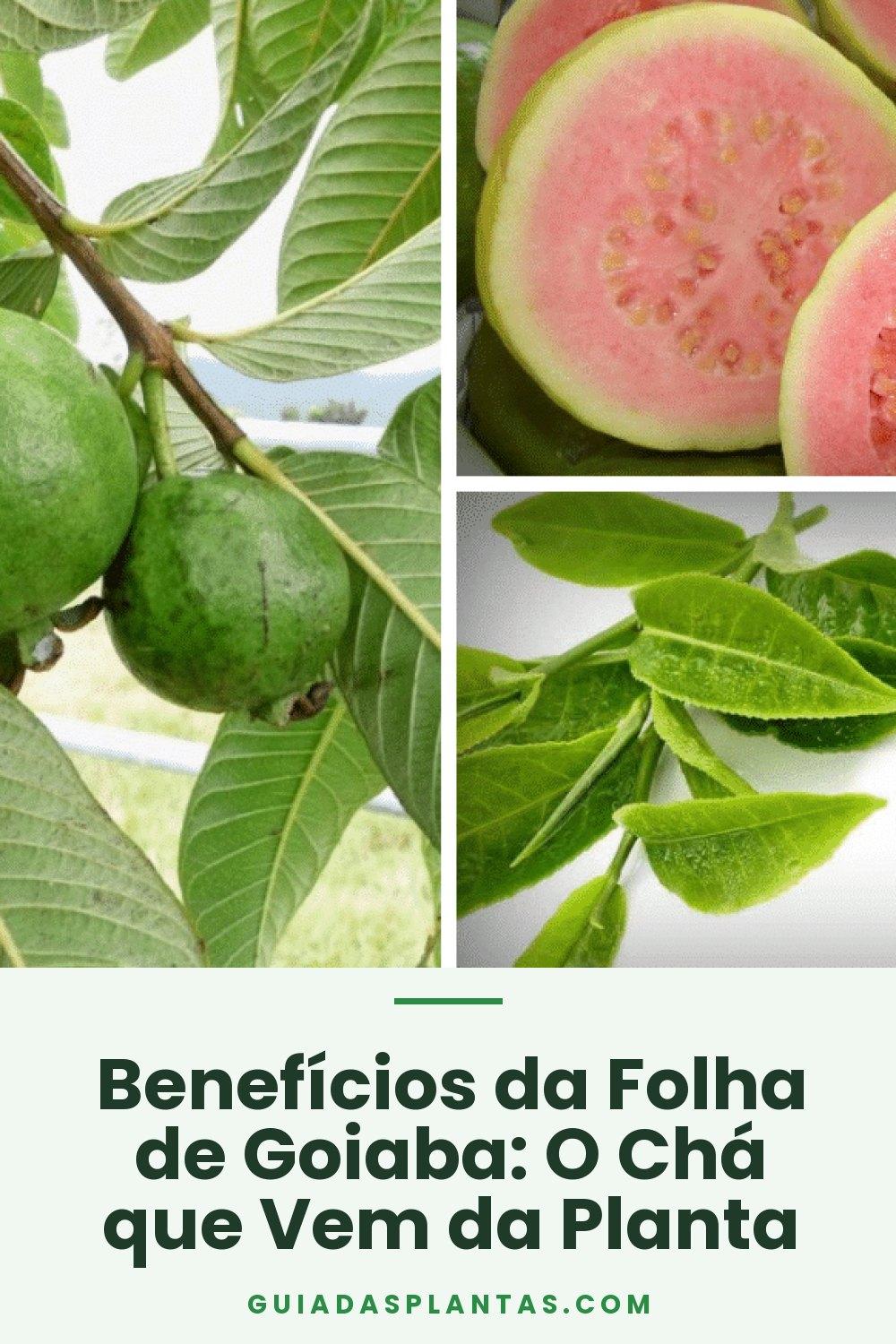 Benefícios da Folha de Goiaba: O Chá que Vem da Planta
