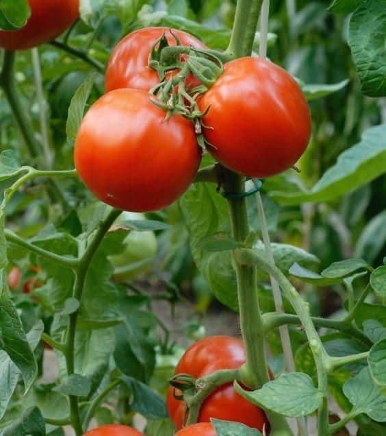 beneficios tomate