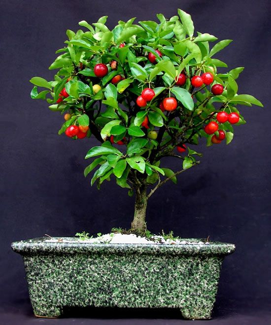 bonsai de frutas 3