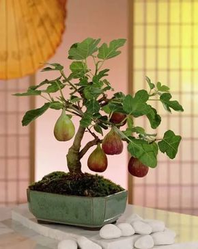 bonsai de frutas 5