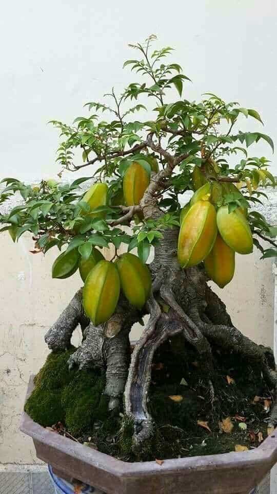 bonsai de frutas 6