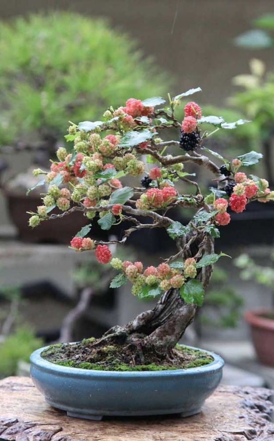 bonsai de frutas 7
