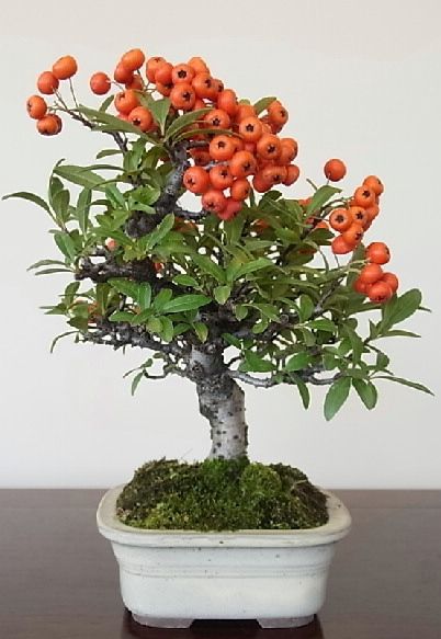 bonsai de frutas 8