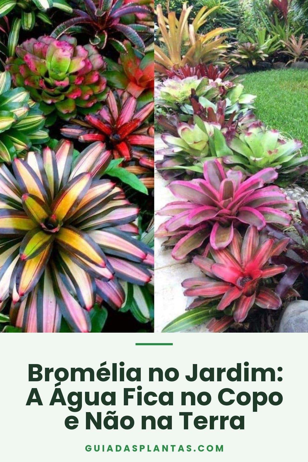 Bromélia no Jardim: A Água Fica no Copo e Não na Terra