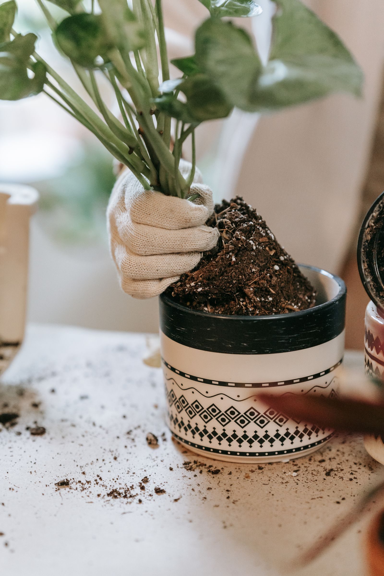 Mãos levantando uma planta em vaso preto de um recipiente decorativo