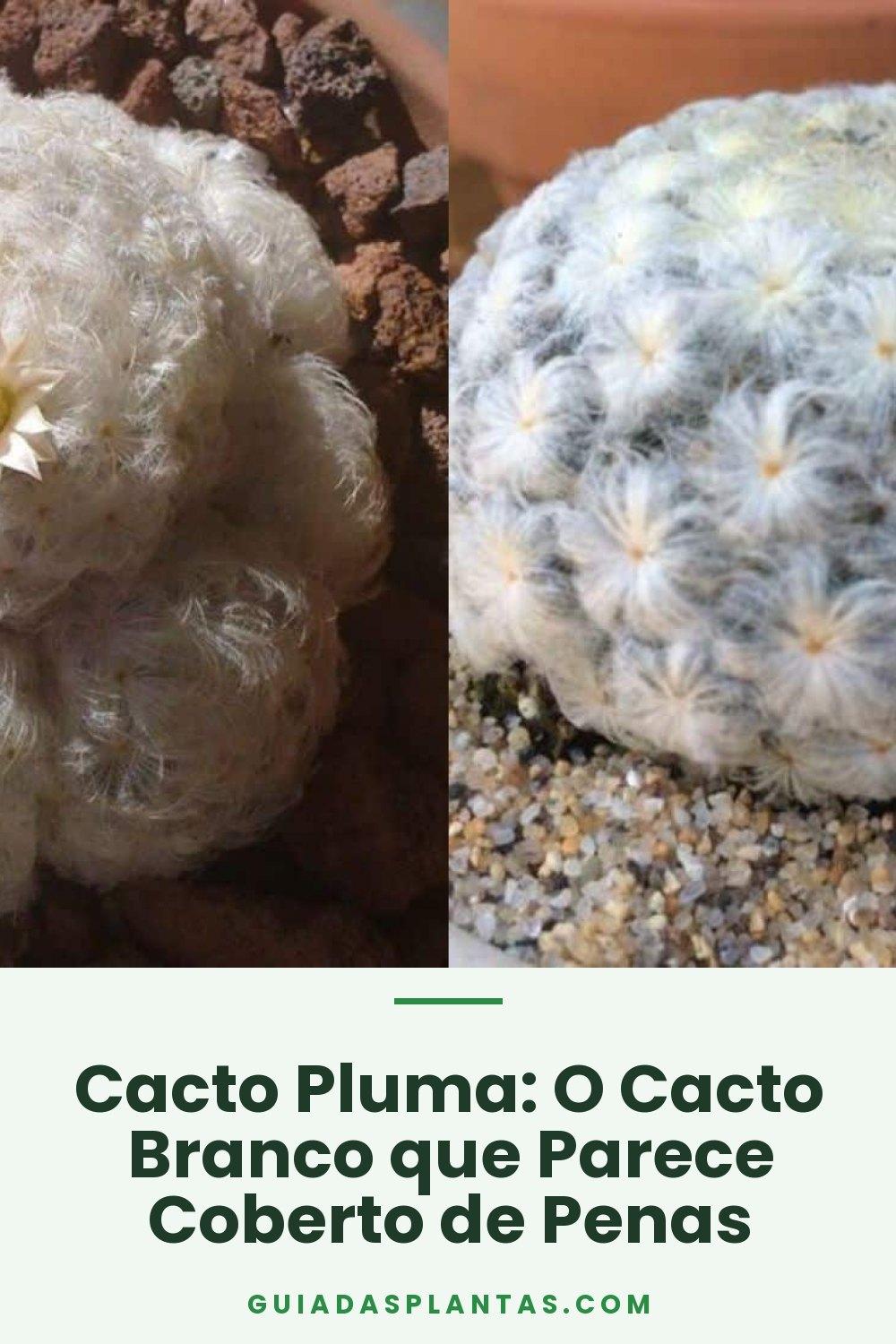 Cacto Pluma: O Cacto Branco que Parece Coberto de Penas