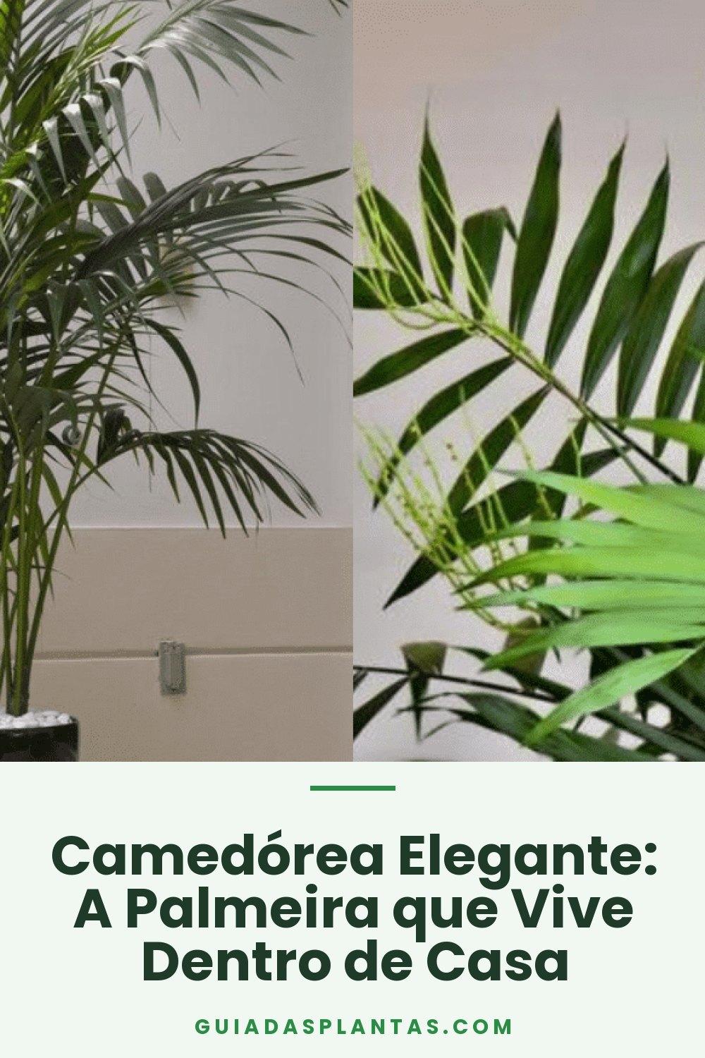 Camedórea Elegante: A Palmeira que Vive Dentro de Casa