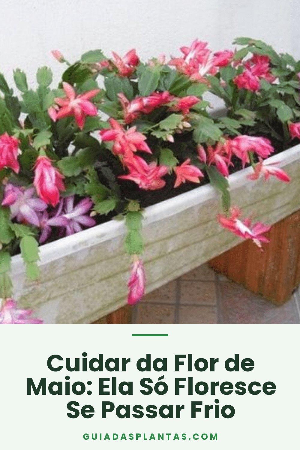 Cuidar da Flor de Maio: Ela Só Floresce Se Passar Frio