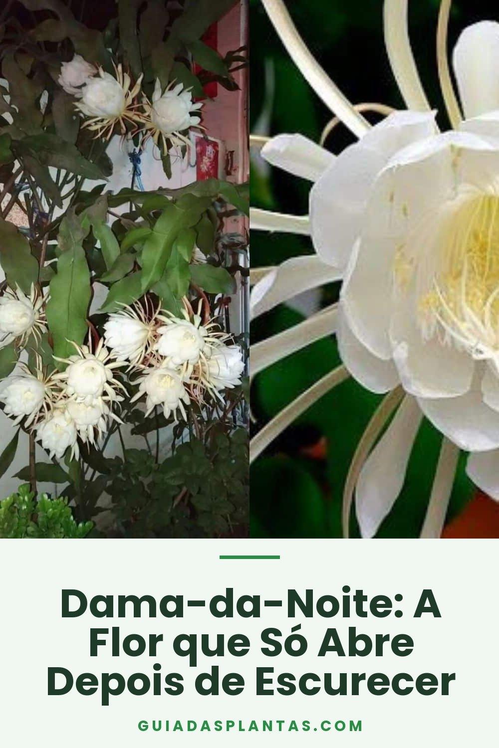 Dama-da-Noite: A Flor que Só Abre Depois de Escurecer