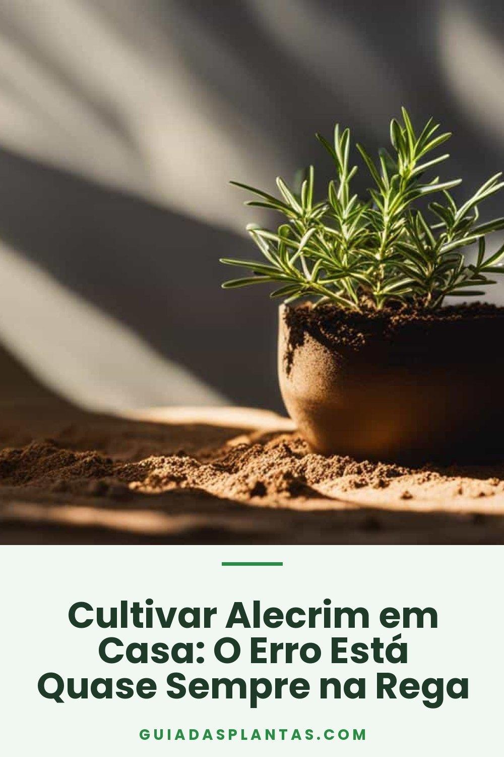 Cultivar Alecrim em Casa: O Erro Está Quase Sempre na Rega