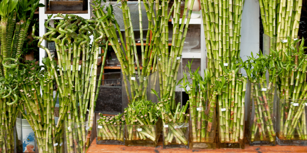 Guia Prático Como Cultivar Bambu Da Sorte Em Casa