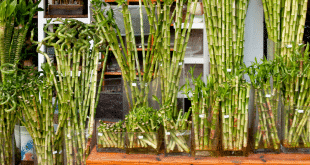 como cultivar bambu da sorte