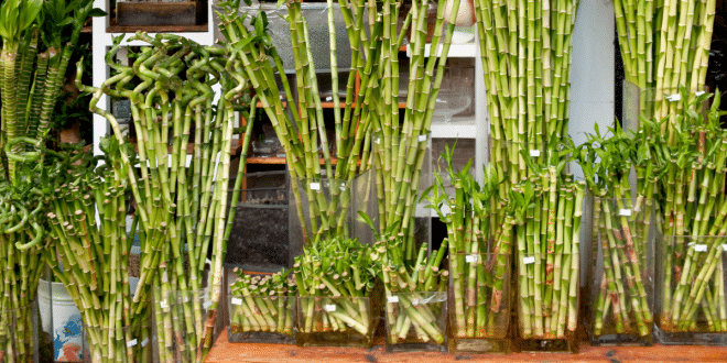 como cultivar bambu da sorte