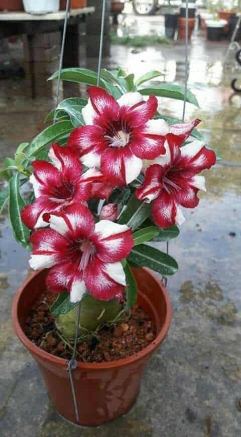como cultivar flor deserto inspiração