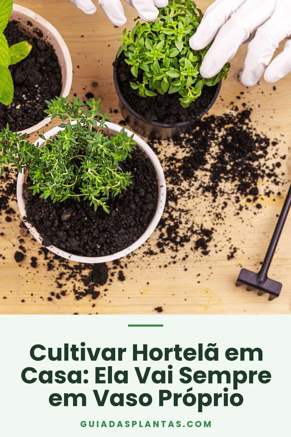 Cultivar Hortelã em Casa: Ela Vai Sempre em Vaso Próprio