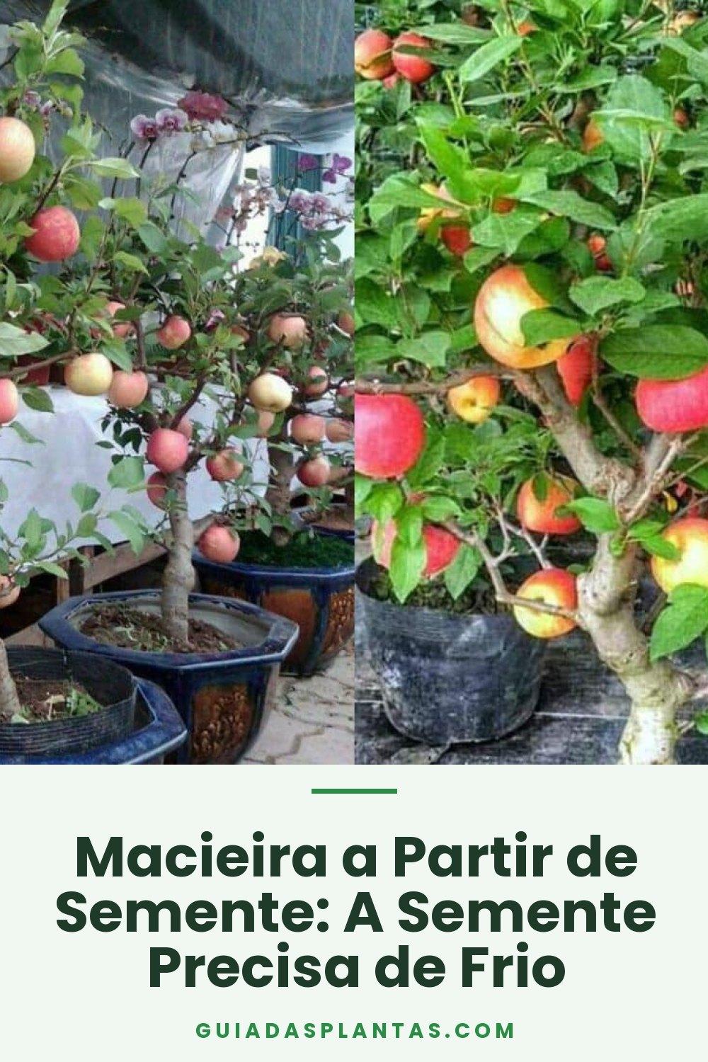 Macieira a Partir de Semente: A Semente Precisa de Frio