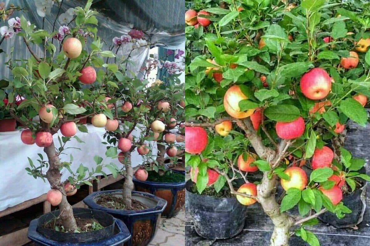 como cultivar macieiras a partir de sementes em casa