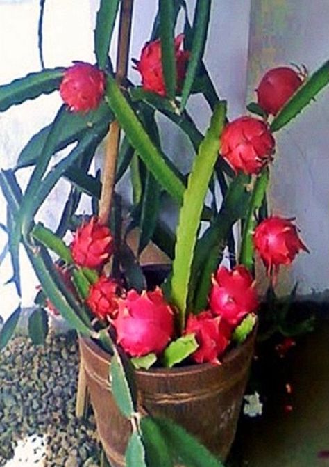 como cultivar pitaya 2