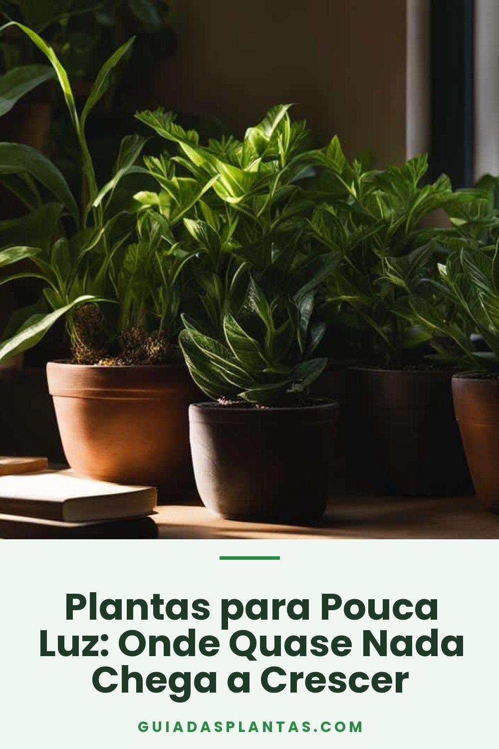 Plantas para Pouca Luz: Onde Quase Nada Chega a Crescer