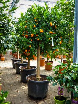 como cultivar tangerina em vaso passo a passo 1