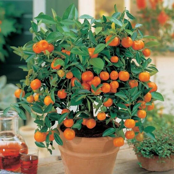 como cultivar tangerina em vaso passo a passo 2