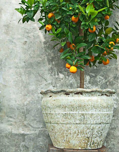 como cultivar tangerina em vaso passo a passo 3