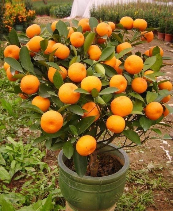 como cultivar tangerina em vaso passo a passo 4