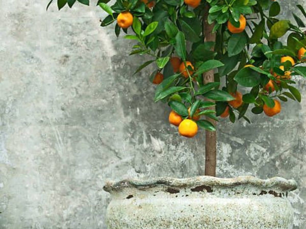 como cultivar tangerina em vaso passo a passo 5