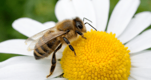como espantar abelhas do quintal