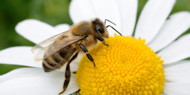 como espantar abelhas do quintal