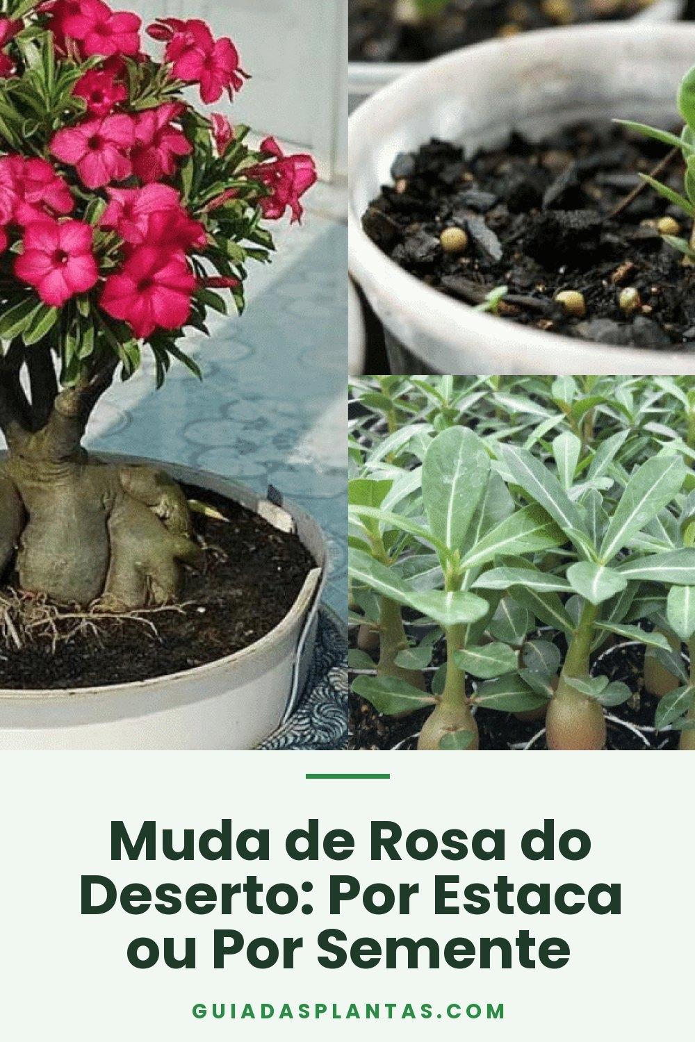 Muda de Rosa do Deserto: Por Estaca ou Por Semente