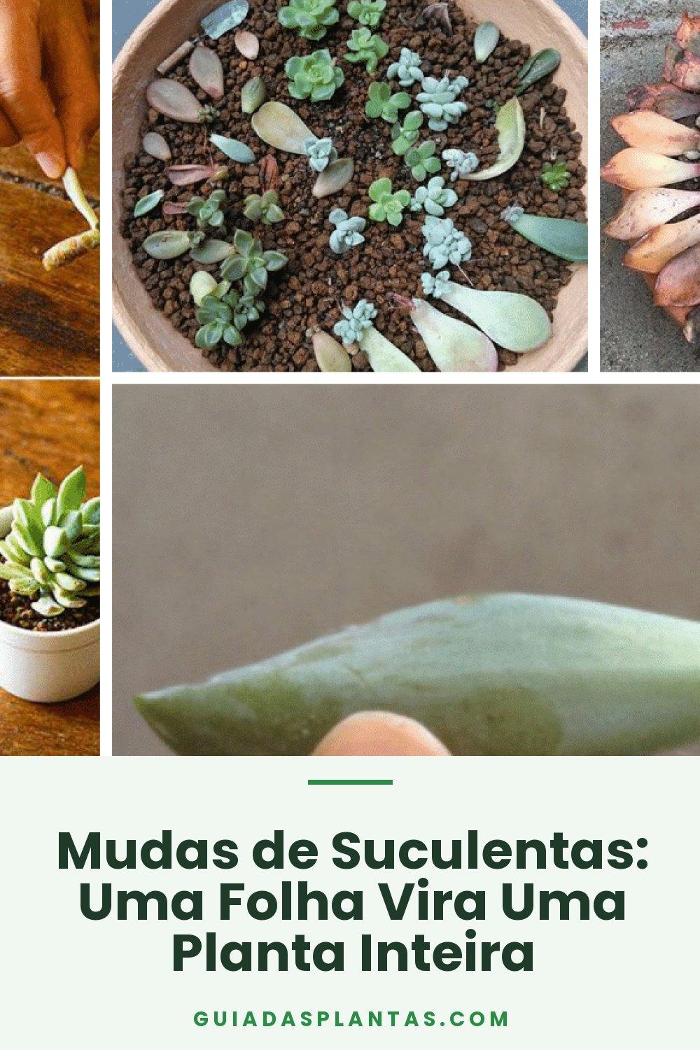 Mudas de Suculentas: Uma Folha Vira Uma Planta Inteira