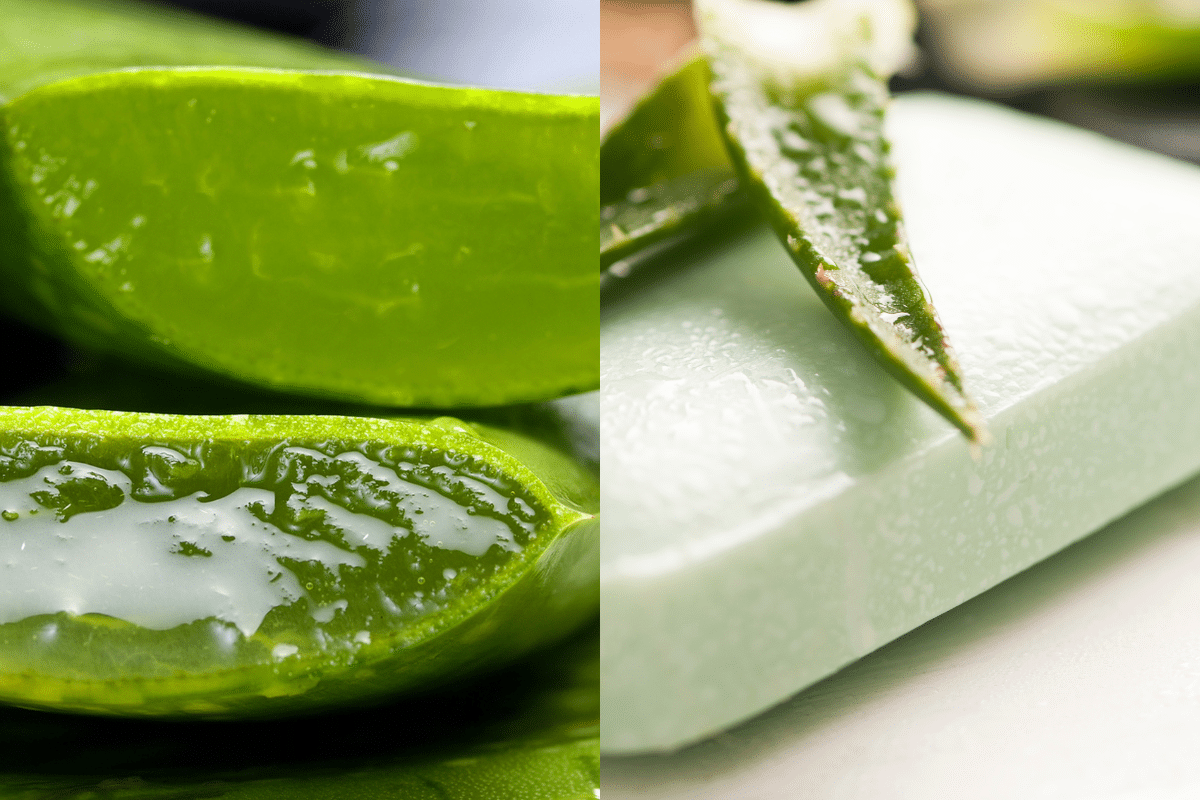 como fazer sabonete de aloe vera para pele