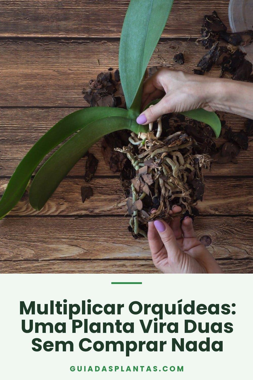 Multiplicar Orquídeas: Uma Planta Vira Duas Sem Comprar Nada