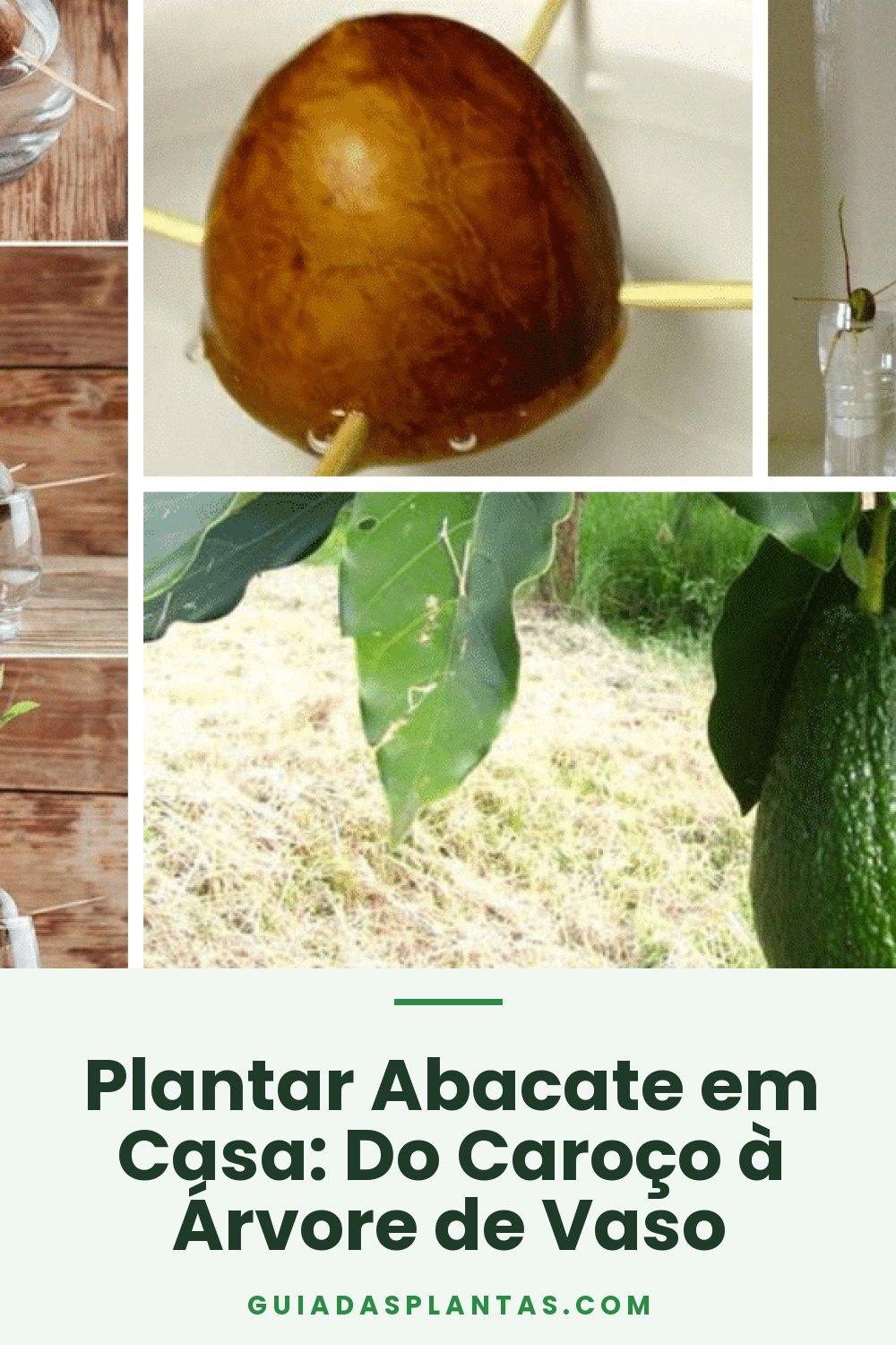 Plantar Abacate em Casa: Do Caroço à Árvore de Vaso