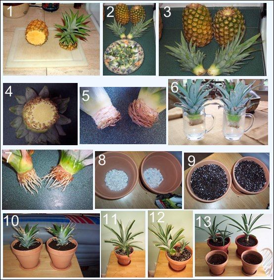 como plantar abacaxi em vaso 1