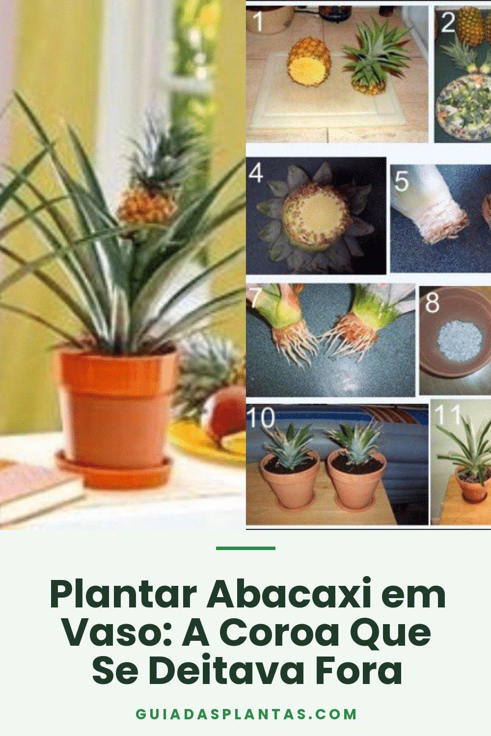 Plantar Abacaxi em Vaso: A Coroa Que Se Deitava Fora