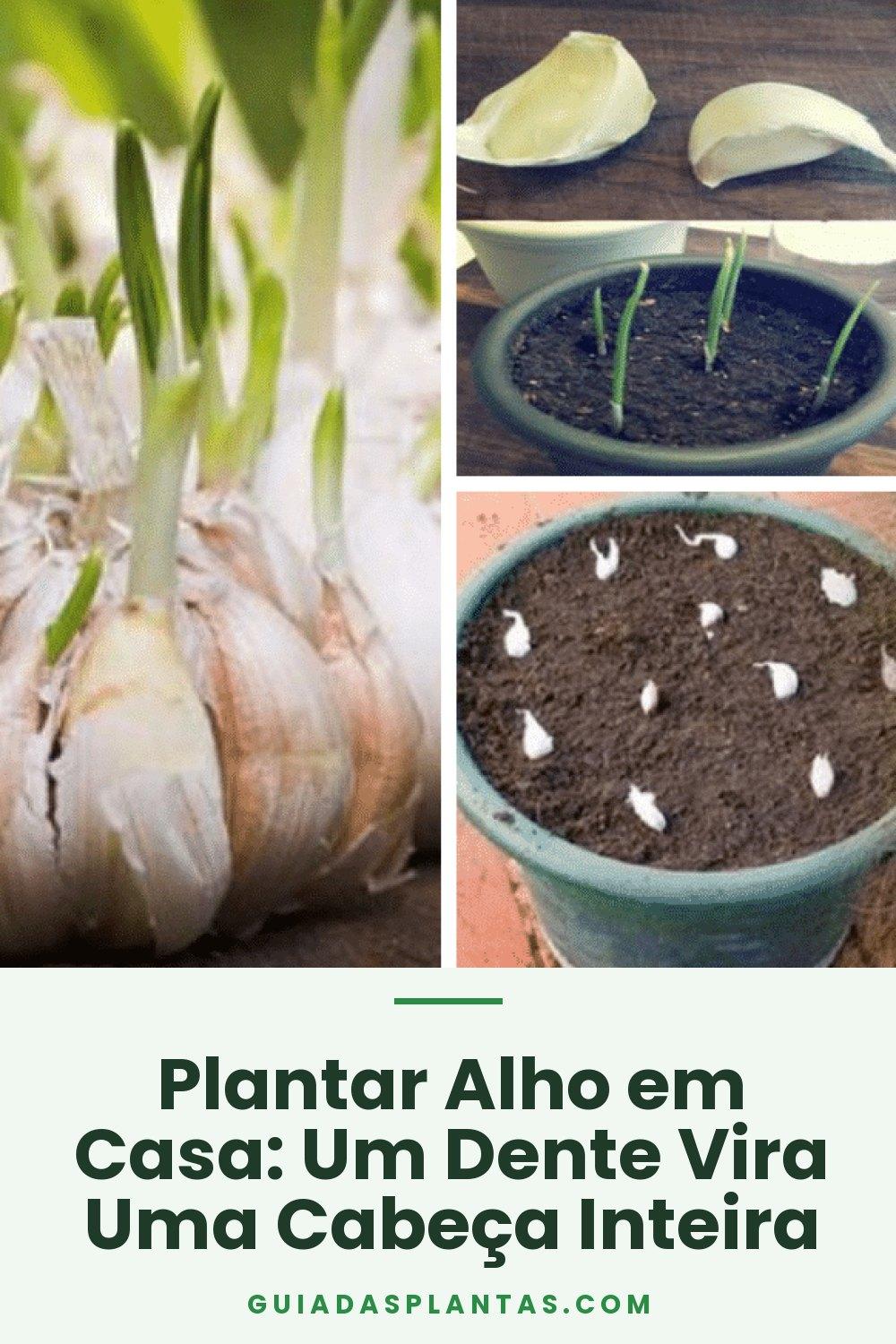 Plantar Alho em Casa: Um Dente Vira Uma Cabeça Inteira