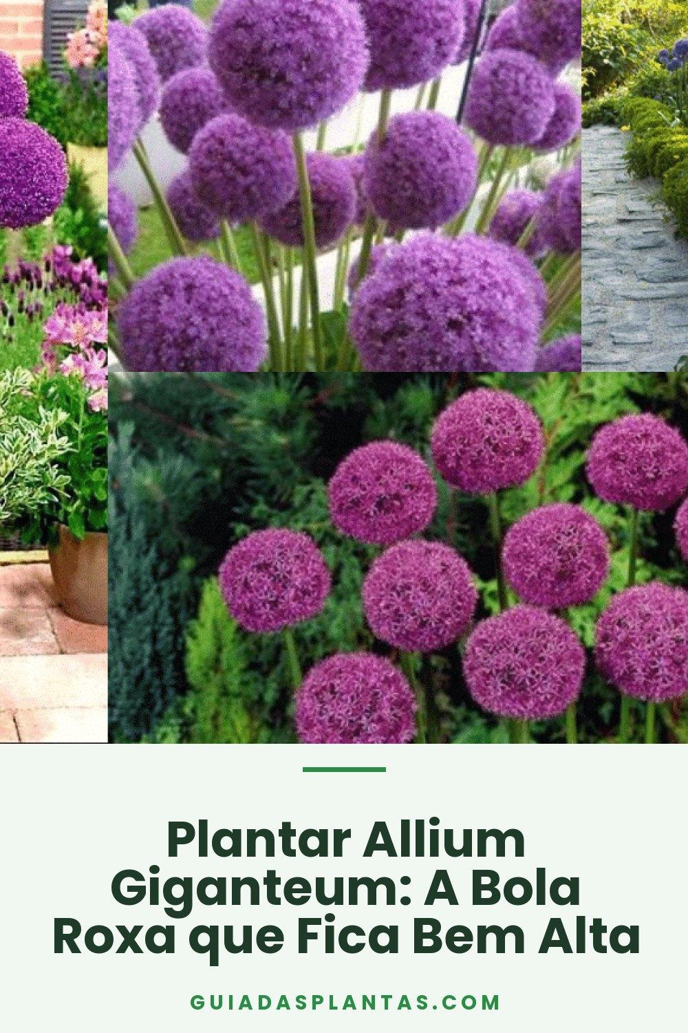 Plantar Allium Giganteum: A Bola Roxa que Fica Bem Alta