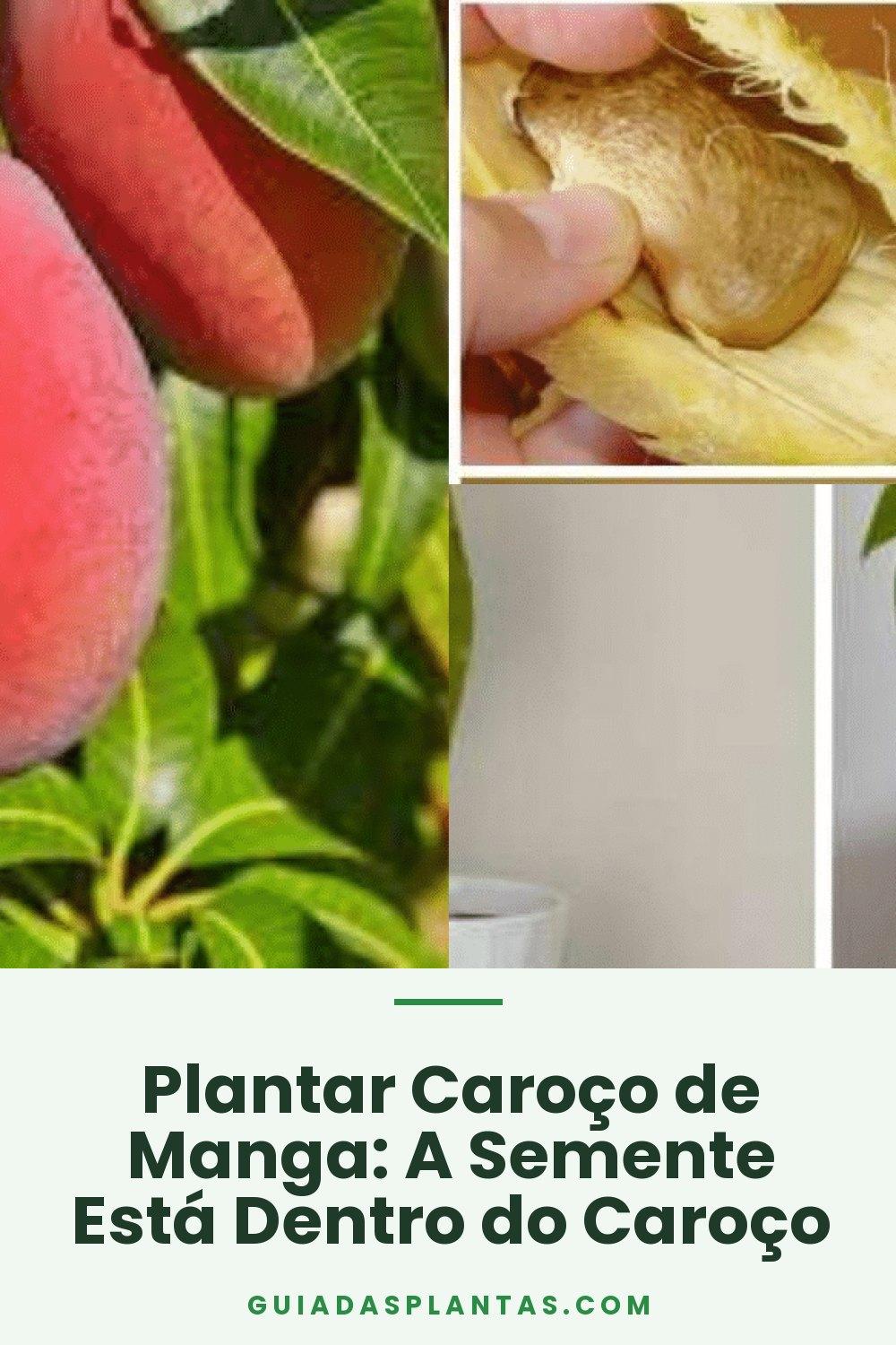 Plantar Caroço de Manga: A Semente Está Dentro do Caroço