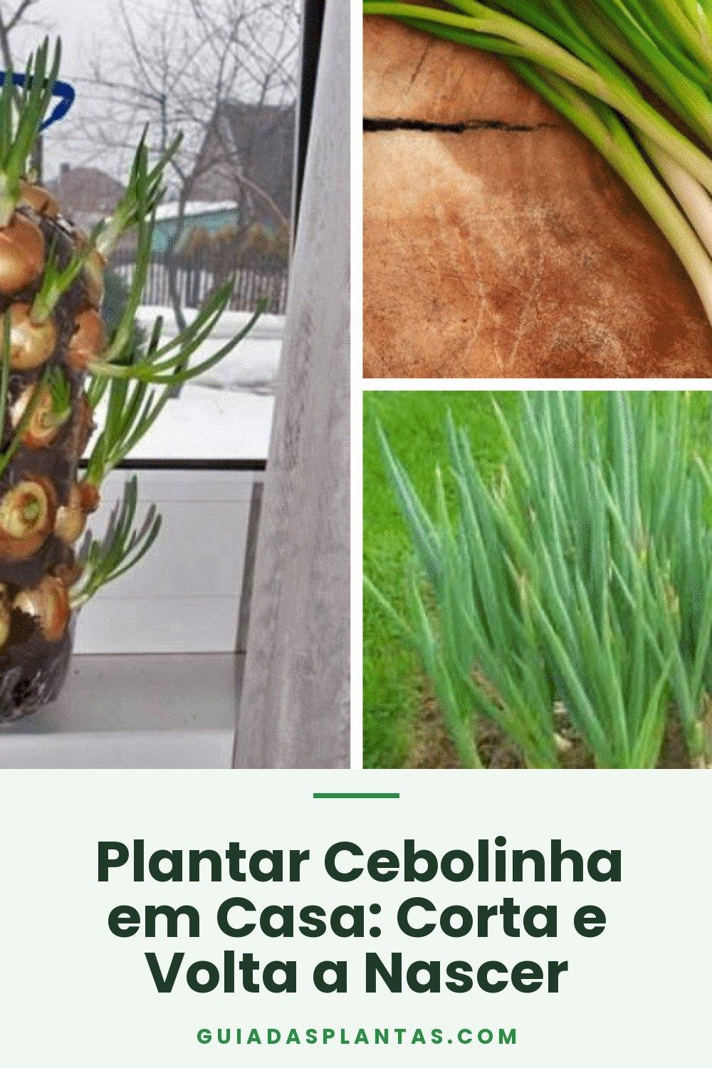 Plantar Cebolinha em Casa: Corta e Volta a Nascer