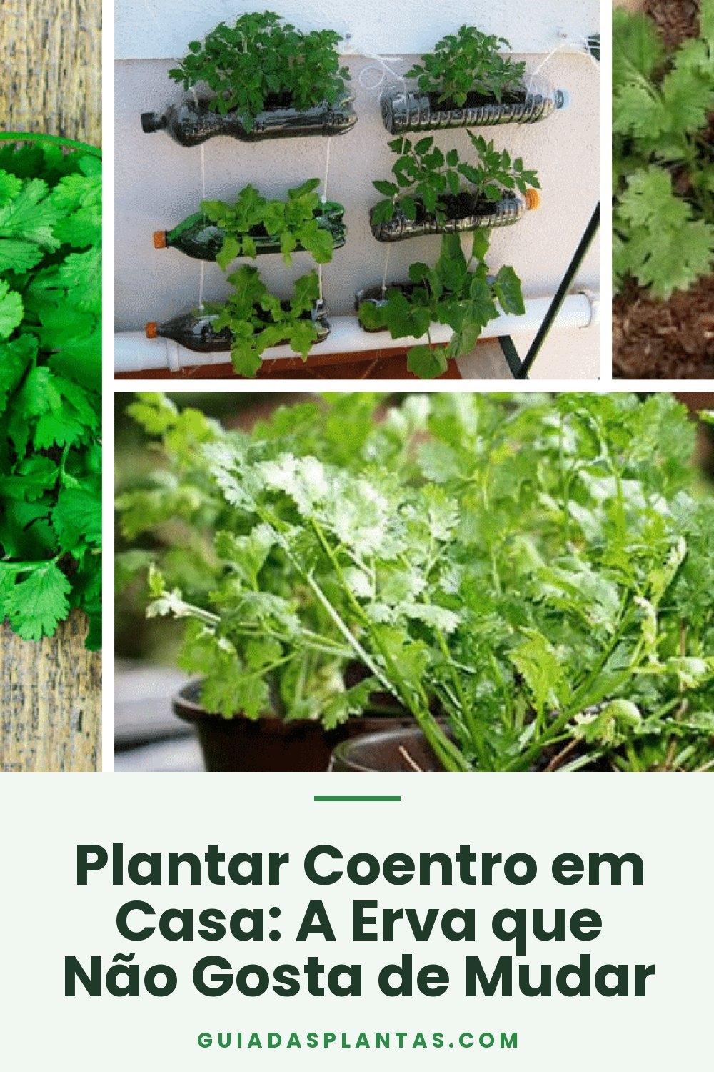 Plantar Coentro em Casa: A Erva que Não Gosta de Mudar
